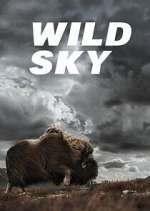 Watch Wild Sky Moviesjoy