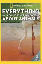 Watch Everything You Didnt Know About Animals Moviesjoy