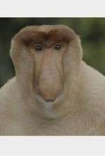 Watch Wildest Islands of Indonesia Moviesjoy